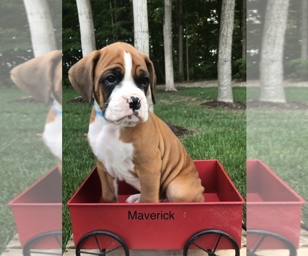 Medium Photo #2 Boxer Puppy For Sale in GOSHEN, IN, USA