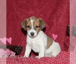Small #4 Jack Russell Terrier