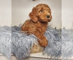 Small Photo #2 Goldendoodle-Poodle (Miniature) Mix Puppy For Sale in ELKHART, IN, USA