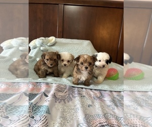 Poodle (Toy)-Yorkshire Terrier Mix Puppy for sale in BENSON, NC, USA