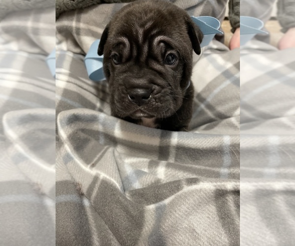 Medium Photo #3 Chinese Shar-Pei-Puggle Mix Puppy For Sale in FAYETTEVILLE, NC, USA