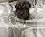 Small Photo #3 Chinese Shar-Pei-Puggle Mix Puppy For Sale in FAYETTEVILLE, NC, USA