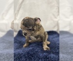 Small Photo #12 French Bulldog Puppy For Sale in CHESAPEAKE, VA, USA