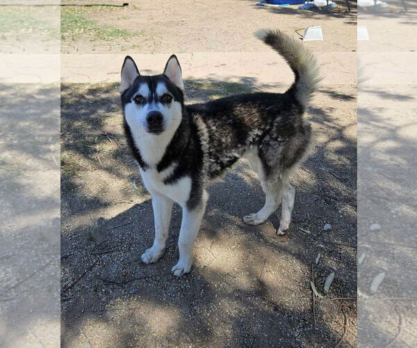 Medium Photo #3 Huskies -Unknown Mix Puppy For Sale in El Centro, CA, USA