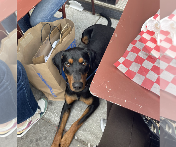 Medium Photo #8 Doberman Pinscher Puppy For Sale in Brooklyn, NY, USA
