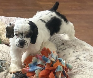 Cocker Spaniel Puppy for sale in CRESTLINE, OH, USA