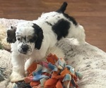 Small Cocker Spaniel