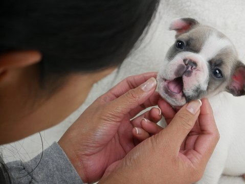 Medium Photo #5 French Bulldog Puppy For Sale in BELLEAIR, FL, USA