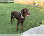 Small #1 Labrador Retriever