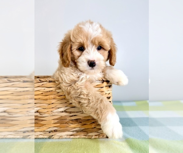 Medium Photo #1 Bernedoodle (Miniature) Puppy For Sale in GREENFIELD, IN, USA