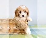 Small Bernedoodle (Miniature)