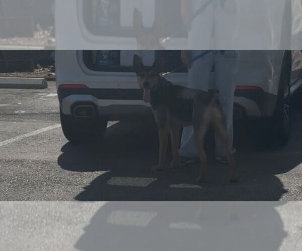 Medium Photo #3 German Pinscher-Unknown Mix Puppy For Sale in Woodland Hills, CA, USA