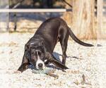 Small #1 American Pit Bull Terrier Mix