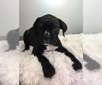 Small Photo #9 Boxer Puppy For Sale in MILLERSBURG, OH, USA