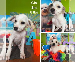 Chihuahua-Labrador Retriever Mix Dogs for adoption in Virginia Beach, VA, USA