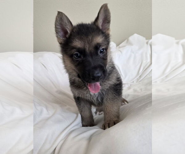 Medium Photo #8 German Shepherd Dog-Unknown Mix Puppy For Sale in McKinney, TX, USA