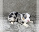 Small #2 Australian Shepherd