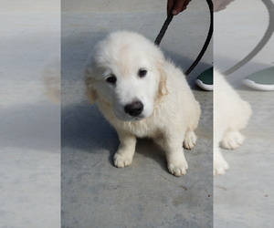 English Cream Golden Retriever Puppy for sale in MUSCOY, CA, USA