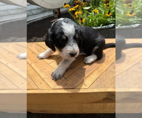 Medium Photo #17 Bernedoodle-Bluetick Coonhound Mix Puppy For Sale in RINGTOWN, PA, USA