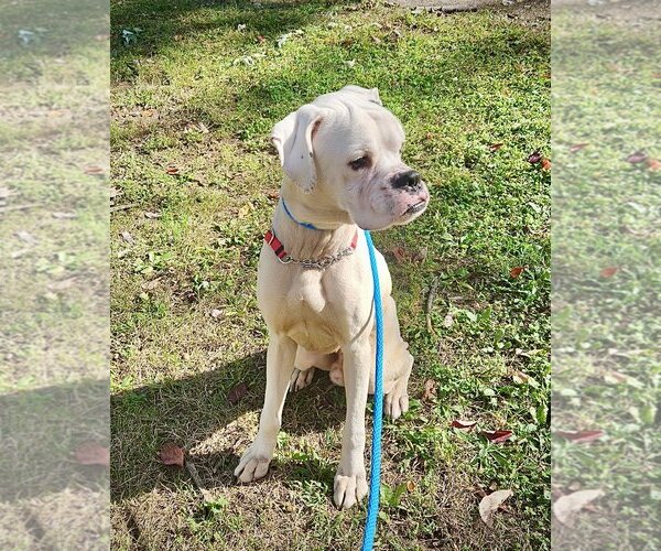 Medium Photo #2 Boxer Puppy For Sale in Dumont, NJ, USA