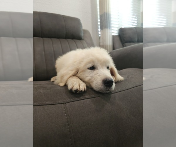Medium Photo #4 Golden Retriever Puppy For Sale in ELVERTA, CA, USA