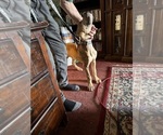 Small #23 Great Dane