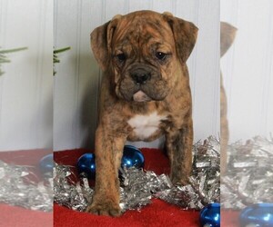 Bull-Boxer Puppy for sale in FREDERICKSBURG, OH, USA