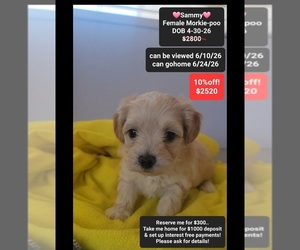 Morkie Poo (Toy) Puppy for sale in TUCSON, AZ, USA