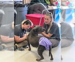 Small #1 American Pit Bull Terrier