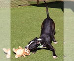 Small #6 American Staffordshire Terrier Mix