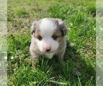 Small Photo #5 Miniature Australian Shepherd Puppy For Sale in IBERIA, MO, USA