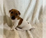 Small Photo #12 Jack Russell Terrier Puppy For Sale in FORT PIERCE, FL, USA