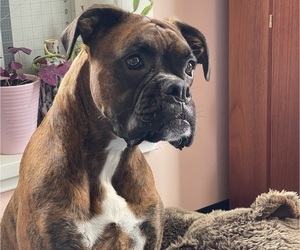 Mother of the Boxer-Poodle (Standard) Mix puppies born on 06/01/2025