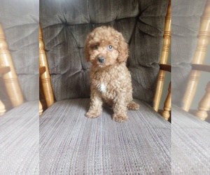 Cavapoo Puppy for sale in SAINT PAUL, MN, USA