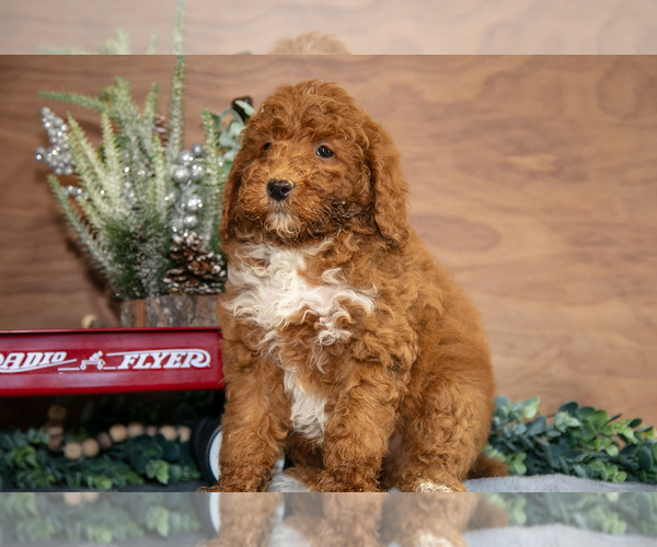 Medium Photo #17 Poodle (Miniature) Puppy For Sale in WOLCOTTVILLE, IN, USA