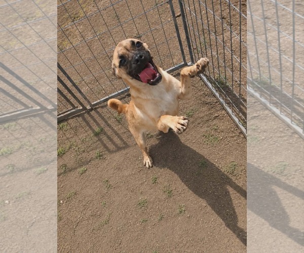 Medium Photo #5 Box-a-Pug Puppy For Sale in Minneapolis, MN, USA