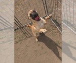 Small #4 Box-a-Pug