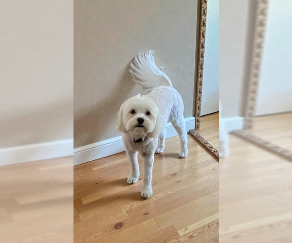 Medium Photo #2 Mal-Shi Puppy For Sale in Menifee, CA, USA