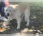 Small Irish Wolfhound Mix