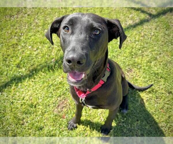 Medium Photo #1 Labrador Retriever-Unknown Mix Puppy For Sale in Tallahassee, FL, USA