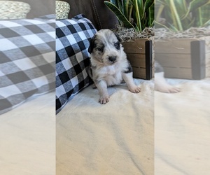 Border-Aussie Puppy for sale in FREDONIA, KS, USA