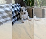 Small Photo #1 Border-Aussie Puppy For Sale in FREDONIA, KS, USA