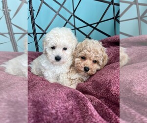 Poodle (Toy) Puppy for sale in CARMEL, IN, USA