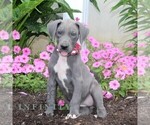 Small #2 Great Dane