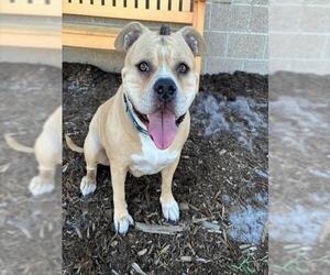 American Pit Bull Terrier-Bulldog Mix Dogs for adoption in Denver, CO, USA