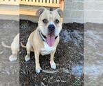 Small American Pit Bull Terrier-Bulldog Mix