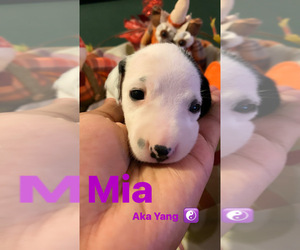 Dalmatian Puppy for sale in JACKSONVILLE, FL, USA