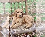 Small Photo #3 Irish Doodle Puppy For Sale in WOOSTER, OH, USA