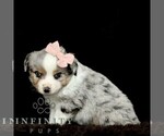 Small #3 Miniature American Shepherd-Miniature Australian Shepherd Mix