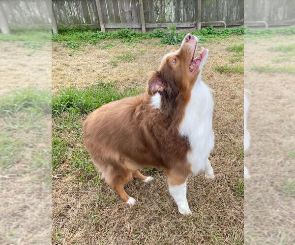 Medium Photo #3 Australian Shepherd-Unknown Mix Puppy For Sale in Canton, CT, USA